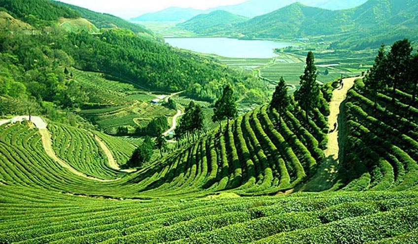Darjeeling_West_Bengal