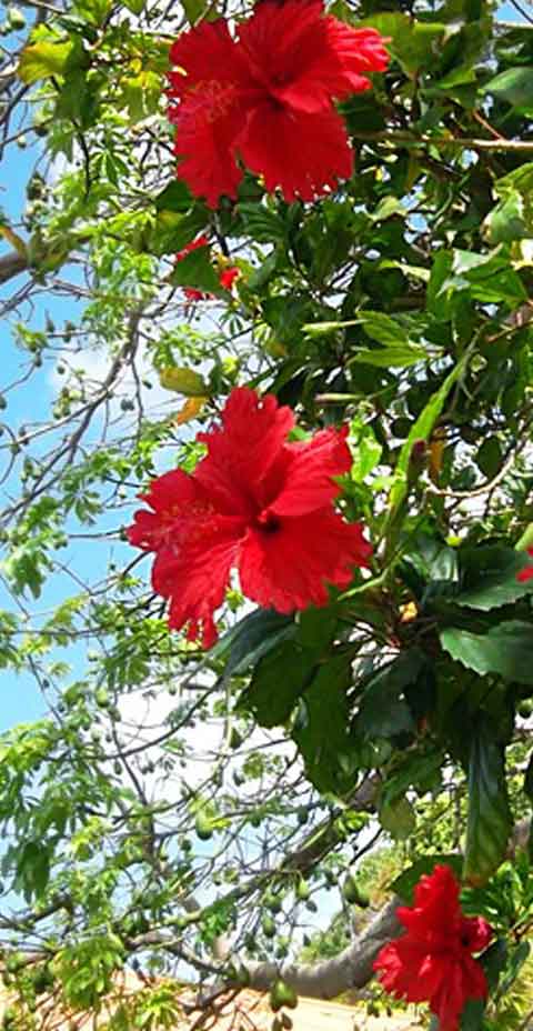 Flora and Fauna