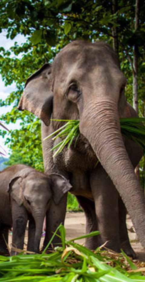 Flora and Fauna