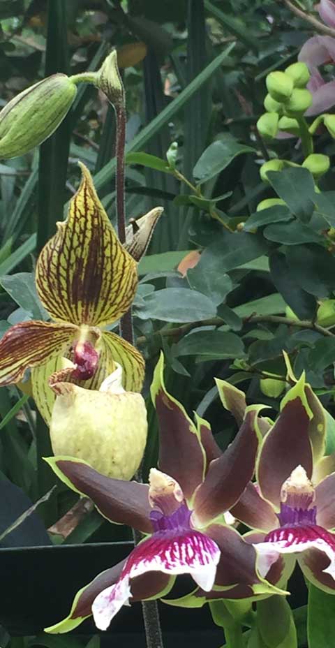 Flora and Fauna