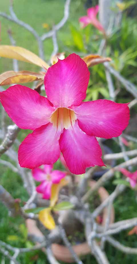 Flora and Fauna