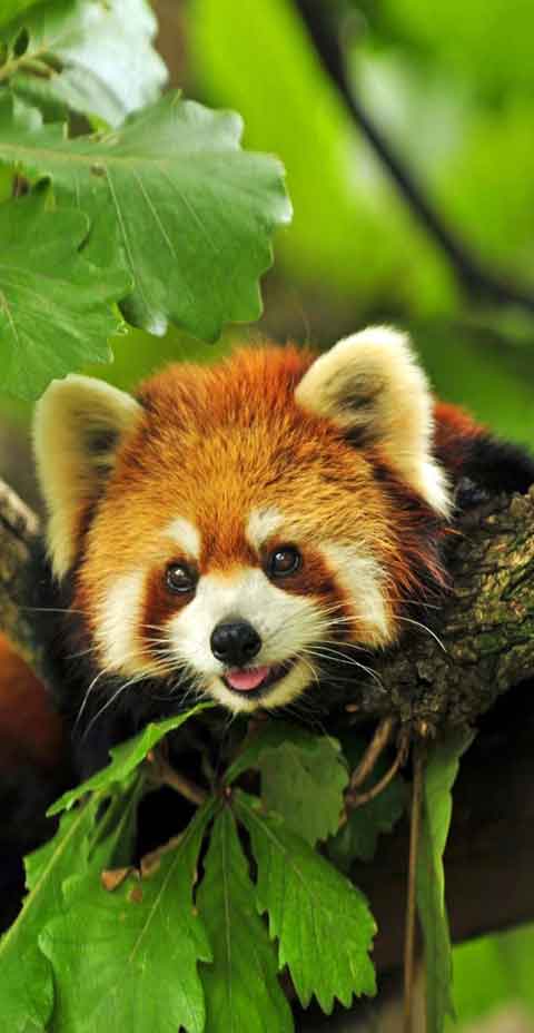 Flora and Fauna