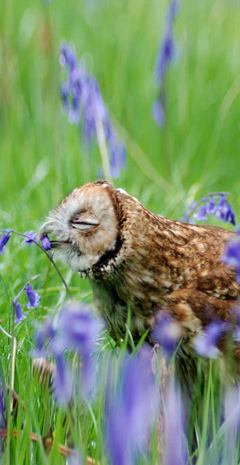 Flora and Fauna