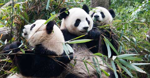 Research Base of Giant Panda Breeding in Chengdu