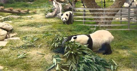 Macau Giant Panda Pavilion