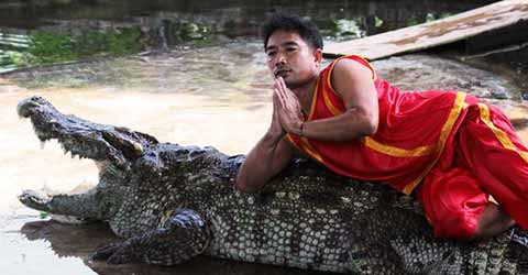 Crocodile Farm Crocodile Farm