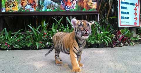 Tiger Kingdom