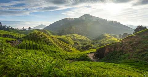 Cameron Highlands