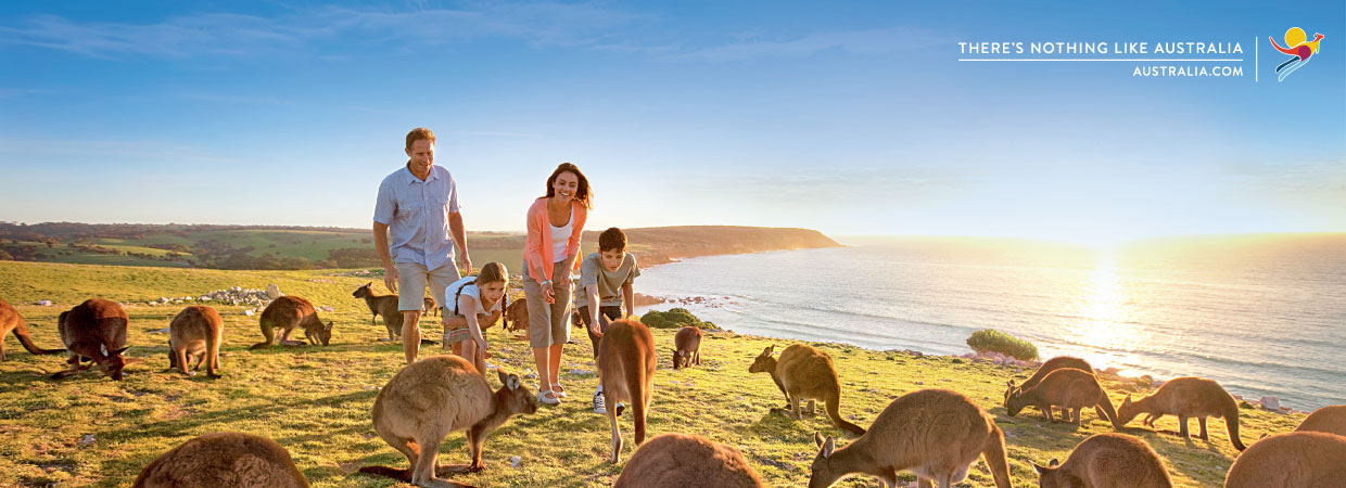 kangaroo island kangaroo island